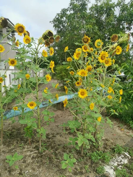 Blossoming Sunflower Plant Street Building — Stock Photo, Image