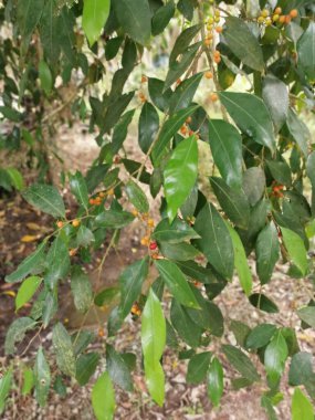 Yapraklı mikro karpa ve meyveleri..