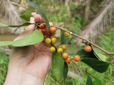 Yapraklı mikro karpa ve meyveleri..