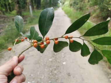 Yapraklı mikro karpa ve meyveleri..