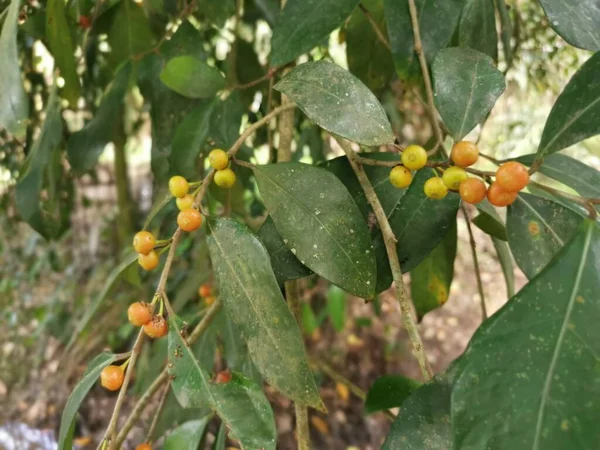 Leafy Ficus Microcarpa Its Fruits — Stock Photo, Image