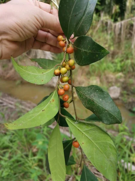 Ficus Microcarpa Sus Frutos — Foto de Stock