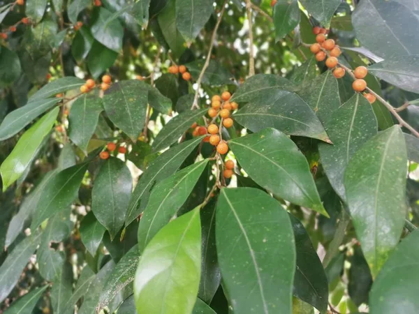 Blad Ficus Microcarpa Och Dess Frukter — Stockfoto