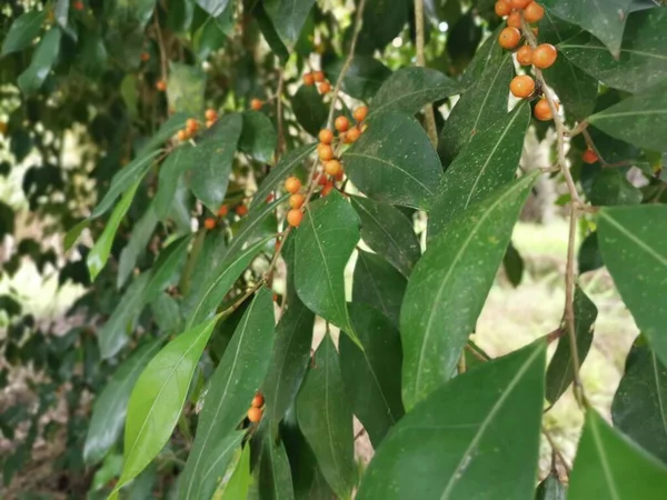 Leafy Ficus Microcarpa Its Fruits — Stock Photo, Image