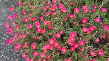 Bir sıra güzel yosun gülü otlağı.