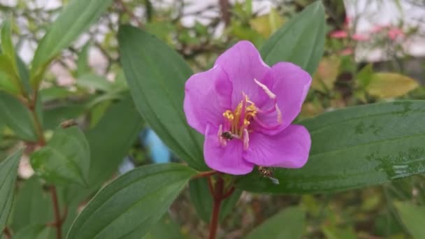 Melastoma Púrpura Silvestre Malabathricum Flor Planta — Vídeos de Stock