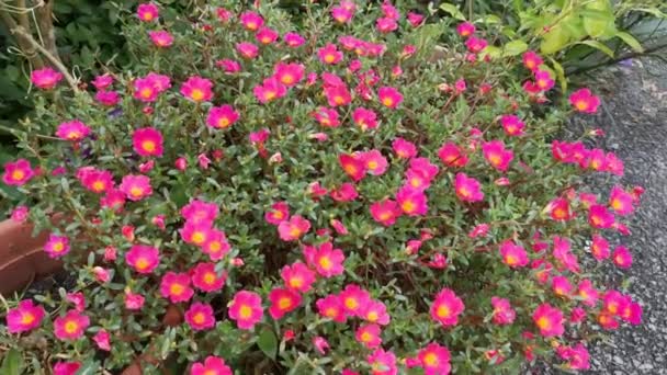 Fila Bella Pianta Portulaca Muschio Rosa — Video Stock