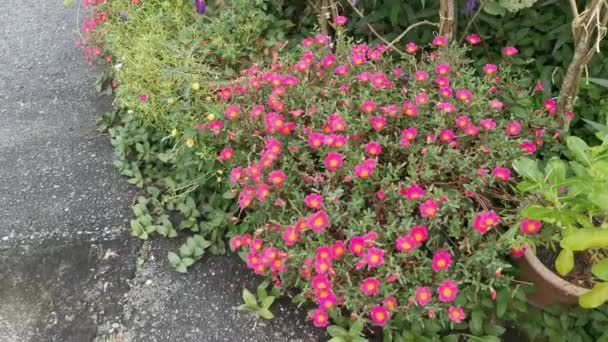Σειρά Από Όμορφα Βρύα Τριαντάφυλλο Purslane Φυτό — Αρχείο Βίντεο