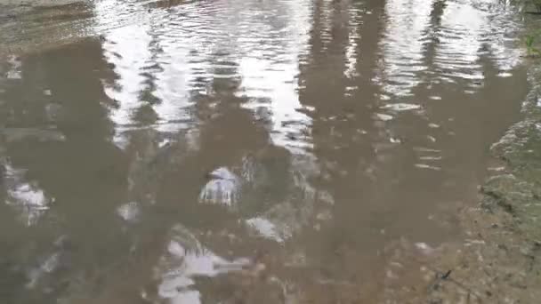 穿着皮鞋的人跑过水池 — 图库视频影像