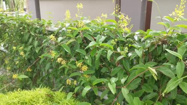 Šplhání Tristellateia Australasiae Květinová Rostlina — Stock video
