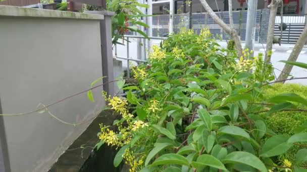 Escalada Tristellateia Australasiae Flor Planta — Vídeos de Stock