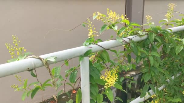 Escalada Tristellateia Australasiae Flor Planta — Vídeo de stock