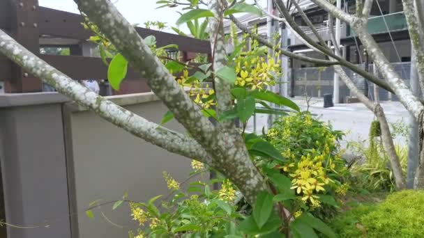 Escalada Tristellateia Australasiae Flor Planta — Vídeos de Stock