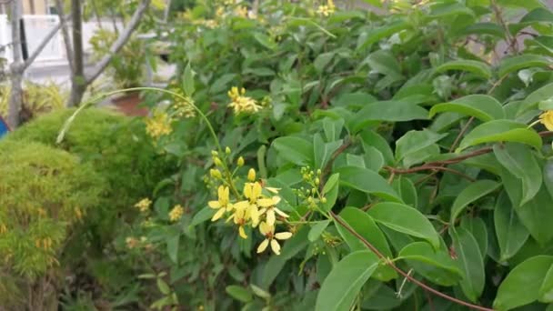 Восхождение Тристеллатею Австралийскую Цветочное Растение — стоковое видео