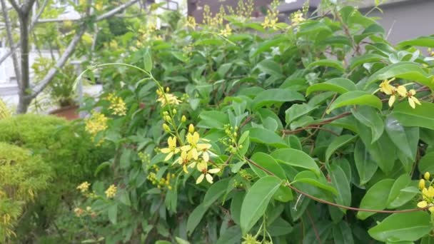 Trepadeira Tristellateia Australasiae Flor Planta — Vídeo de Stock