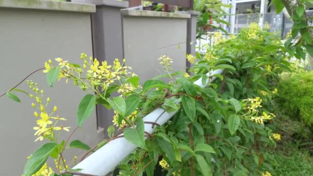 Klättring Tristellateia Australasiae Blomma Växt — Stockvideo