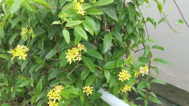 Climbing Tristellateia Australasiae Flower Plant — Stock Video