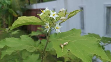 Solanum torvum fabrikasının görüntüsü