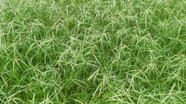 Feld Aus Wildem Grünen Cyperus Gras Oder Unkraut — Stockvideo