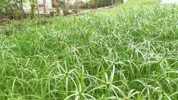 Field Wild Green Cyperus Grass Weed — Stock Video