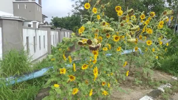 在建筑物的街道边开花的葵花树 — 图库视频影像