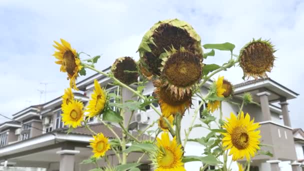 Planta Girasol Flor Por Calle Construcción — Vídeo de stock