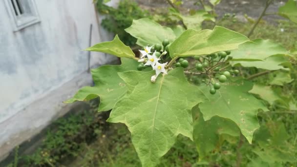Obraz Rostliny Solanum Torvum — Stock video
