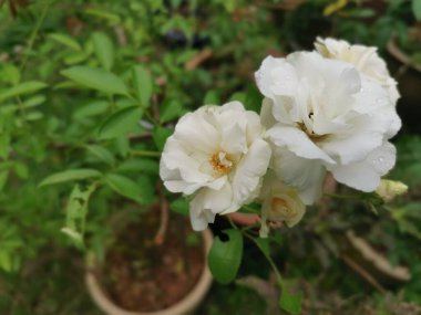 Güzel beyaz rosa chinensis jacq çiçeği