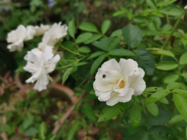 Hermosa Flor Blanca Rosa Chinensis Jacq —  Fotos de Stock