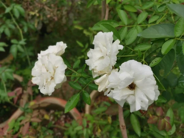 Bela Rosa Branca Chinensis Jacq Flor — Fotografia de Stock