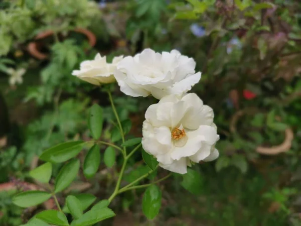 Hermosa Flor Blanca Rosa Chinensis Jacq —  Fotos de Stock