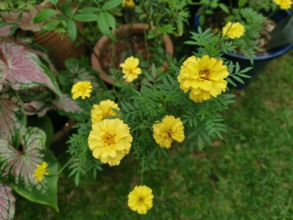 Tegetes Erecta Gele Bloem Plant — Stockfoto