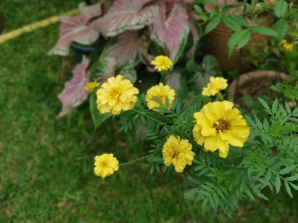 Tegetes Erecta Yellow Flower Plant — Stock Photo, Image