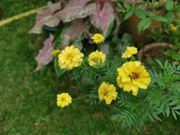 Tegetes Erecta Gele Bloem Plant — Stockfoto