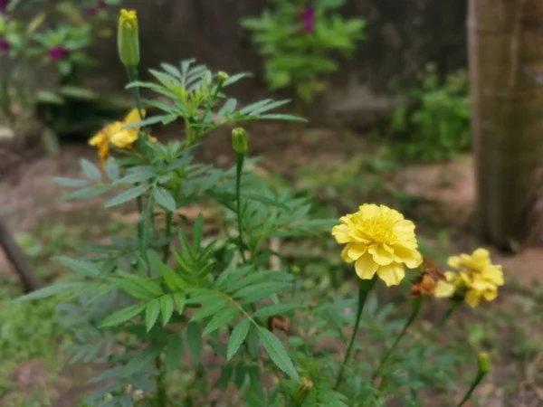 Теґетс Еревантська Жовта Квіткова Рослина — стокове фото