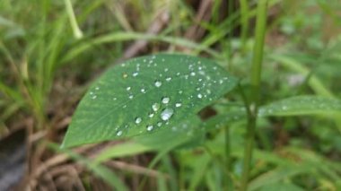 Yaban yaprağının üzerindeki çiğ tanesinin olduğu yer.