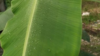 Yaban yaprağının üzerindeki çiğ tanesinin olduğu yer.