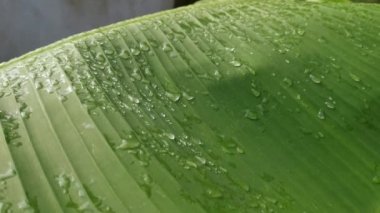 Yaban yaprağının üzerindeki çiğ tanesinin olduğu yer.