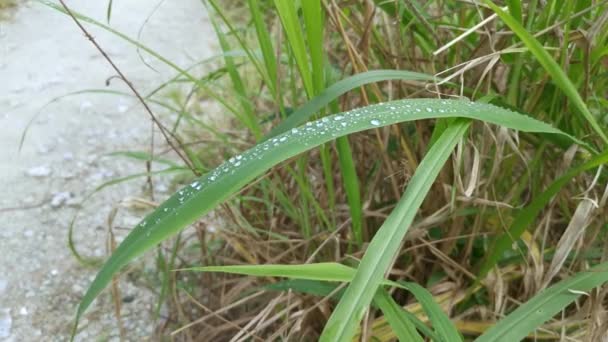 Scène Rosée Matinale Sur Feuillage Sauvage — Video