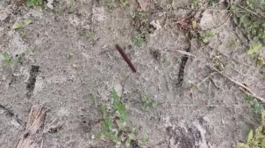 Tek trigoniulus korallinus sürünerek uzaklaşıyor..