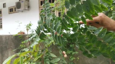 Sauropus çift cinsiyetli yeşil yapraklı sebze bitkisi.