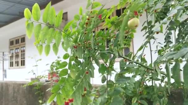 Sauropus Androgynus Green Leafy Vegetable Plant — Stock Video