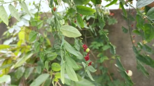 Σαυρόπους Androgynus Πράσινα Φυλλώδη Φυτά — Αρχείο Βίντεο