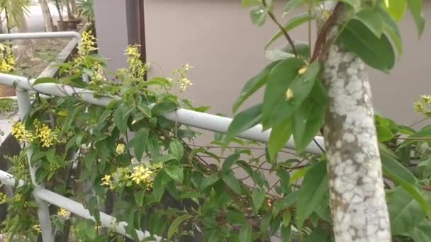 爬行的金丝莲花植物 — 图库视频影像
