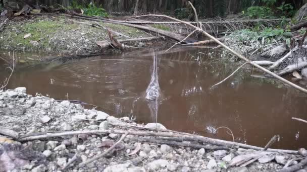 Stein Prallt Auf Wasseroberfläche Des Schmutzigen Schlammteiches — Stockvideo