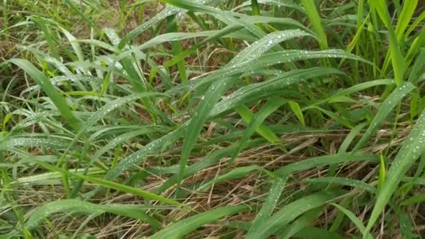 Scene Morning Dew Wild Foliage — Stock Video