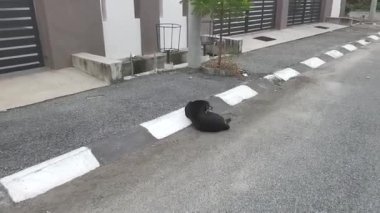 Sokak köpeği yol kenarında dinleniyor..