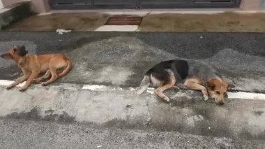 Sokak köpeği yol kenarında dinleniyor..