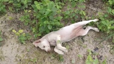 Sokak köpekleri ve köpek yavrusu çiftlikte eğleniyorlar..