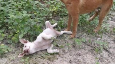 Sokak köpekleri ve köpek yavrusu çiftlikte eğleniyorlar..